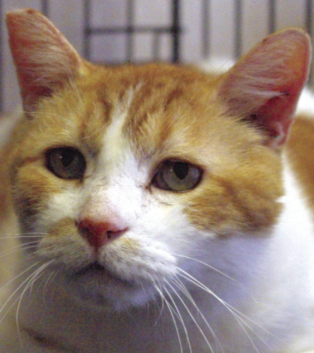 Pets of the Week: Spokane